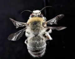 Anthophora occidentalis thumbnail 1