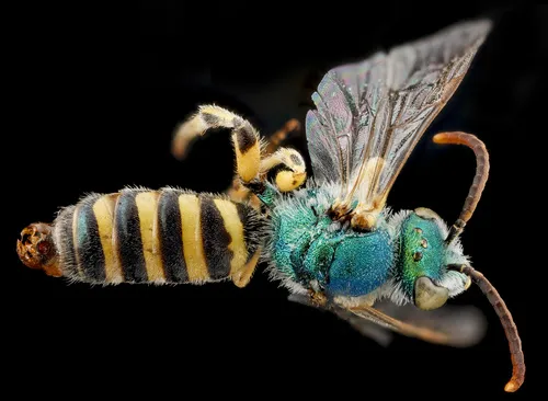 Angeles Striped Sweat Bee