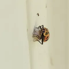 Ladybird Parasitoid Wasp thumbnail 4