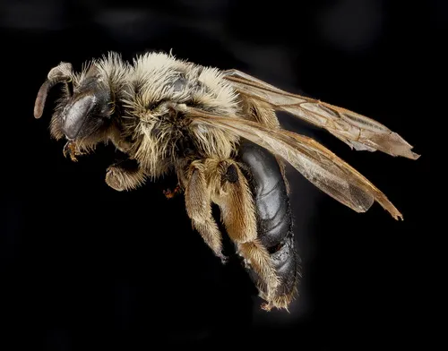 Merriam's Miner Bee