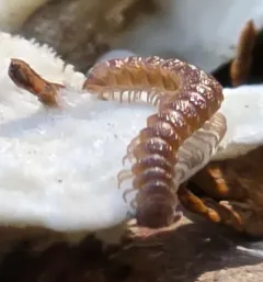 Scytonotus columbianus thumbnail 1