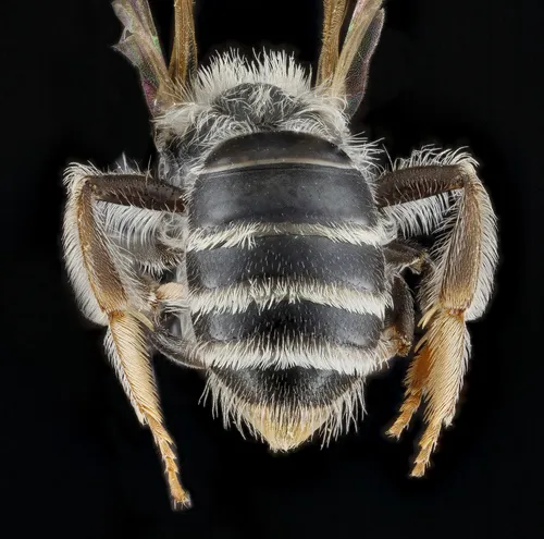 Tufted Miner Bee