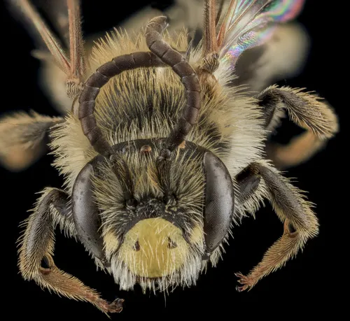Andrena cragini