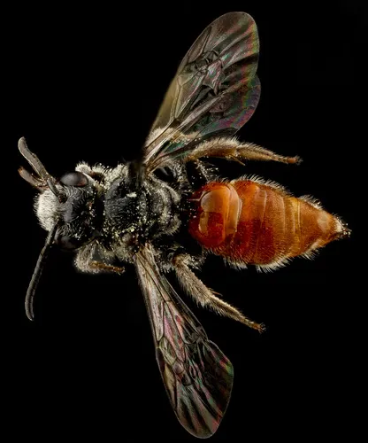 Brachynomada grindeliae