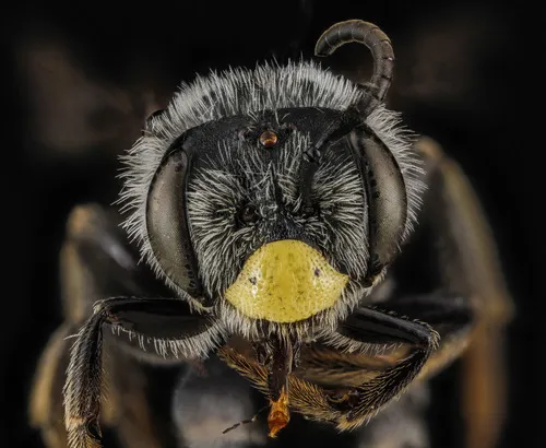 Yellow-faced Miner Bee