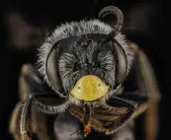 Yellow-faced Miner Bee thumbnail 1