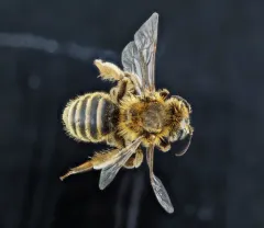 Two-spotted Miner Bee thumbnail 1
