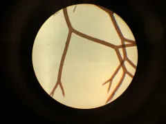Red Hornweed thumbnail 3