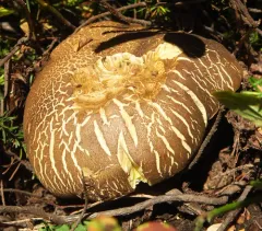 Dark Bitter Bolete thumbnail 2