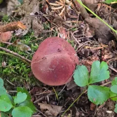 Bay Bolete thumbnail 2