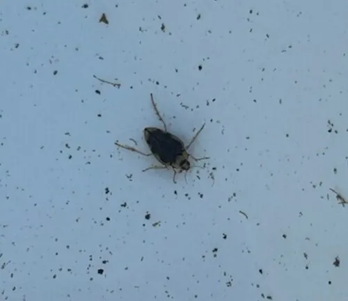 Hungerford's crawling water beetle