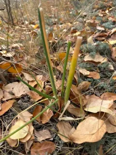 Welsh Onion thumbnail 1