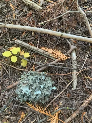 ribboned rag lichen