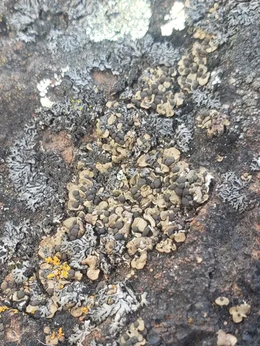 Psora globifera