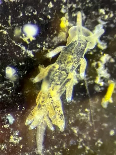 Spotted Lagoon Aeolid