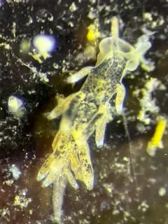 Spotted Lagoon Aeolid thumbnail 1