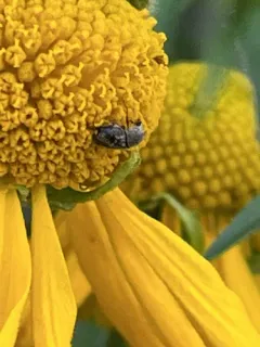 Indian Blanket Fungus Weevil thumbnail 2