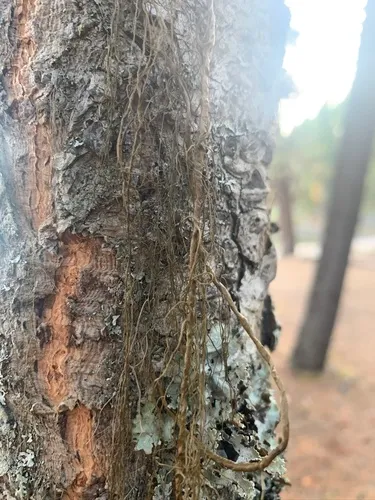 Tree-hair Lichen