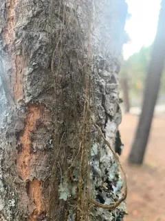 Tree-hair Lichen thumbnail 1