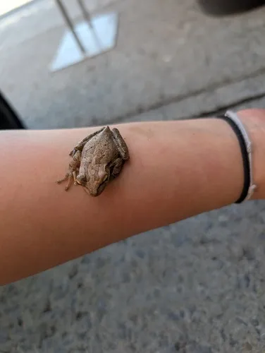 Cuban Tree Frog
