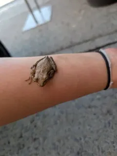 Cuban Tree Frog