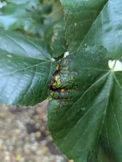 Linden Leaf Blotch thumbnail 1