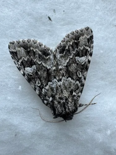 Platypolia contadina