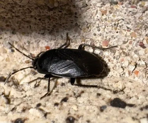 Umbrose Seed Bug
