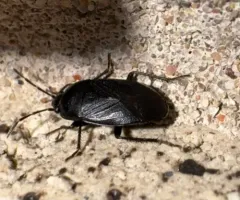 Umbrose Seed Bug thumbnail 1