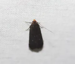 Orange-dotted Dichomeris Moth thumbnail 2