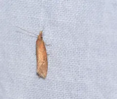 Epinotia septemberana thumbnail 3