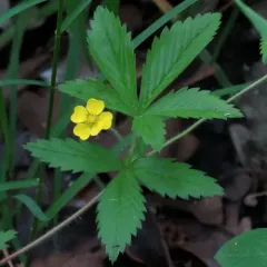 common cinquefoil thumbnail 2
