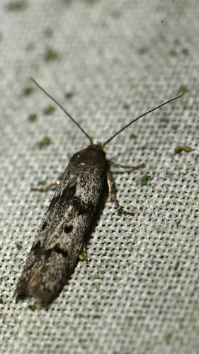 Hypatopa titanella