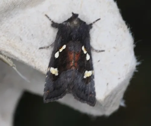 Ironweed Stem Borer Moth