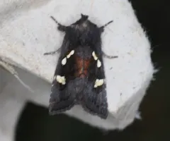 Ironweed Stem Borer Moth thumbnail 1