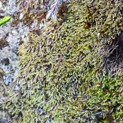 Blunt Frostwort thumbnail 1