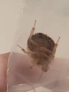 Dubia Cockroach thumbnail 2