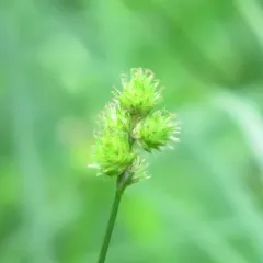 Troublesome Sedge thumbnail 3