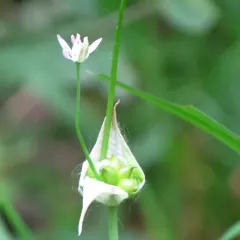 Canadian Meadow garlic thumbnail 1