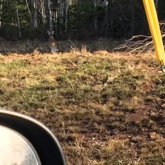 Snowshoe Hare thumbnail 4