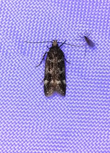 Spring Oak Leafroller Moth