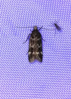 Spring Oak Leafroller Moth thumbnail 1