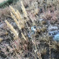 Crested Wheatgrass thumbnail 3
