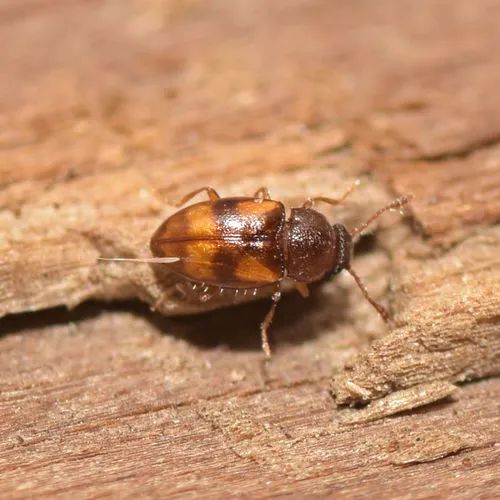 Beautiful Pleasing Fungus Beetle