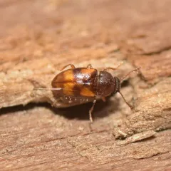 Beautiful Pleasing Fungus Beetle thumbnail 1