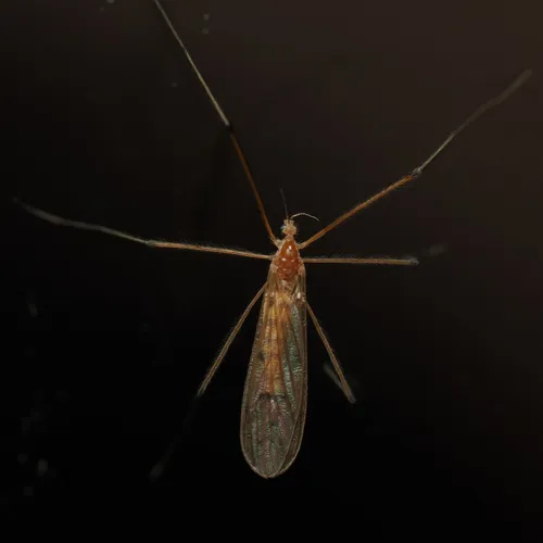 Cladura flavoferruginea