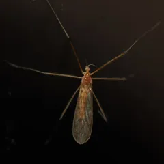 Cladura flavoferruginea thumbnail 1