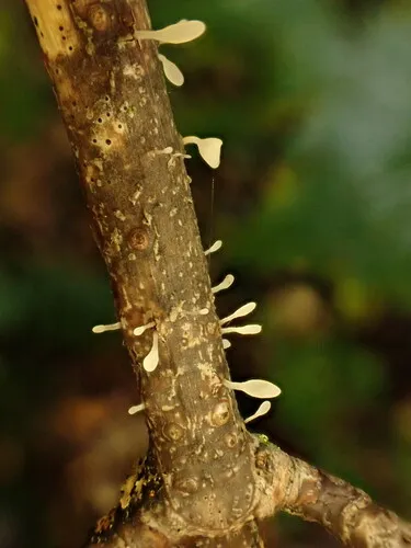 Typhula spathulata