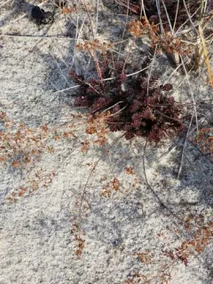 Beach Pinweed thumbnail 2