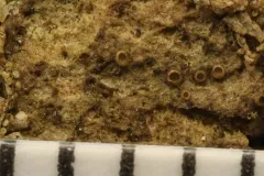 Gyalecta truncigena thumbnail 3